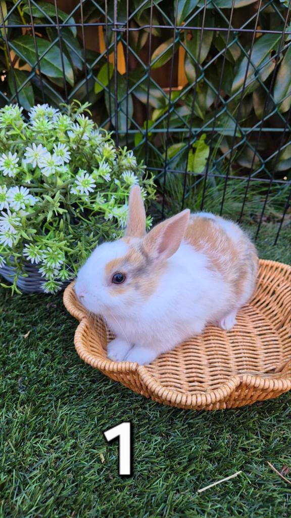 Baby Dwerg Konijnen, Dieren en Toebehoren, Konijnen, Meerdere dieren, Dwerg, Hangoor