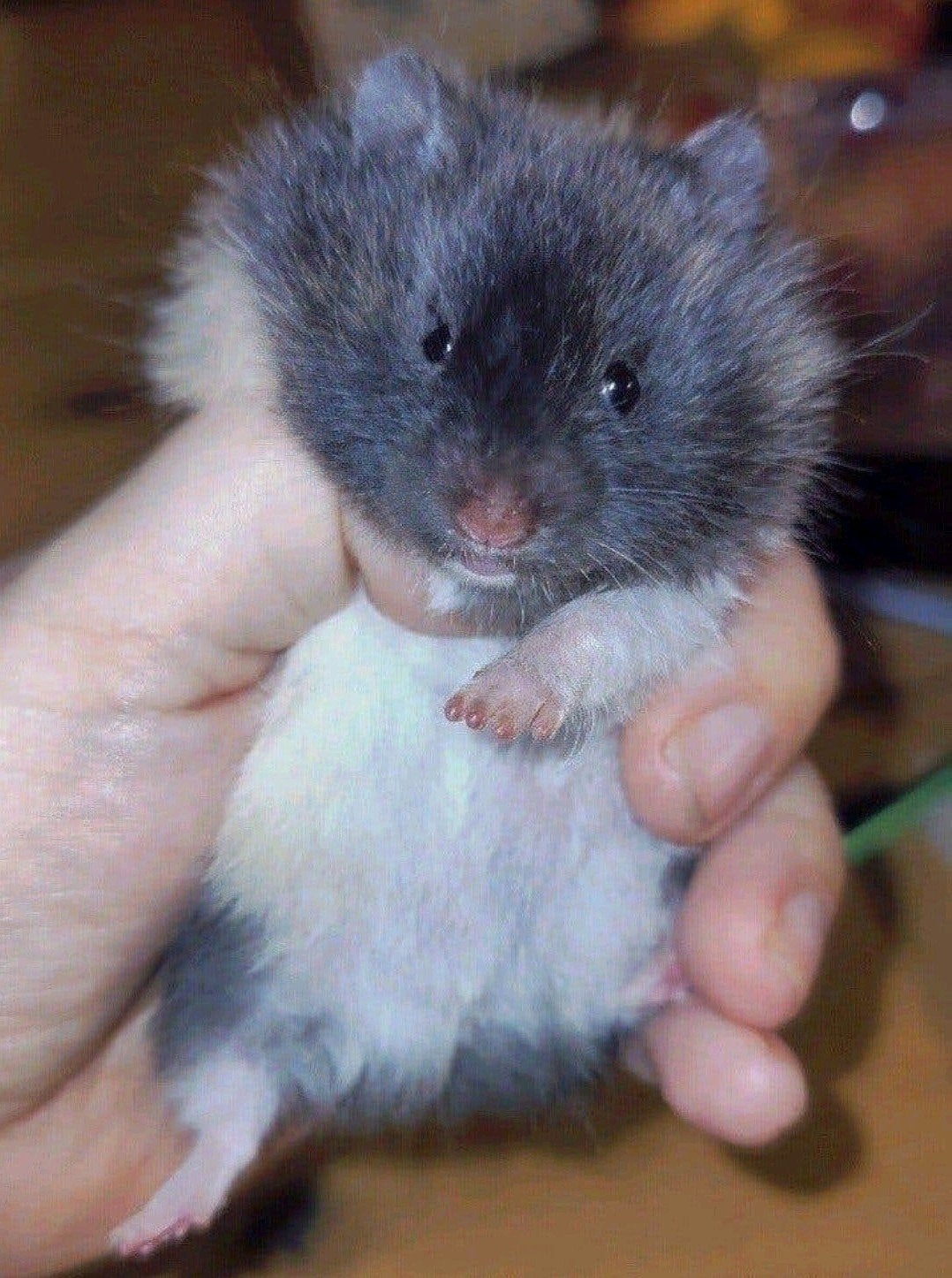 Lief zwart driekleur langhaar hamster baby vrouwtje, Dieren en Toebehoren, Hamster, Augustus, Vrouwelijk, Tam