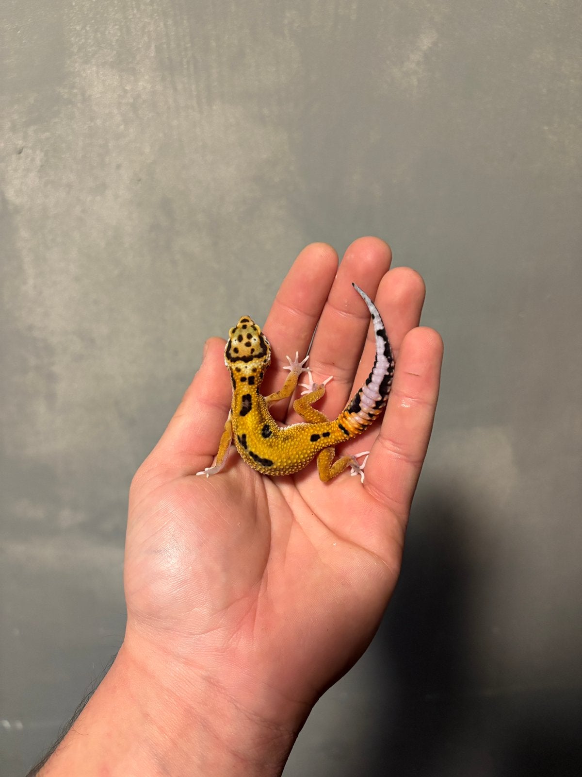 0.1 firebold cross luipaardgekko, Dieren en Toebehoren, Hagedis, 0 tot 2 jaar