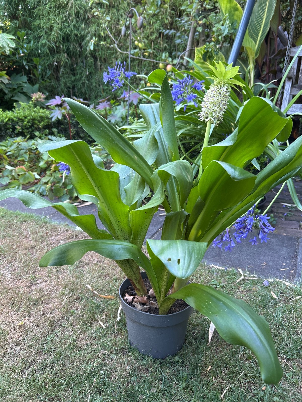 Eucomis bicolor - Ananasplant met unieke bloemen, Volle zon, Vaste plant, Zomer, Ophalen
