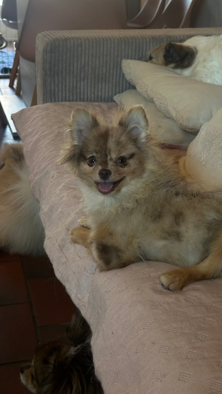 2 lieve pomeriaan dames, België, Particulier, Keeshond, 15 weken tot 1 jaar
