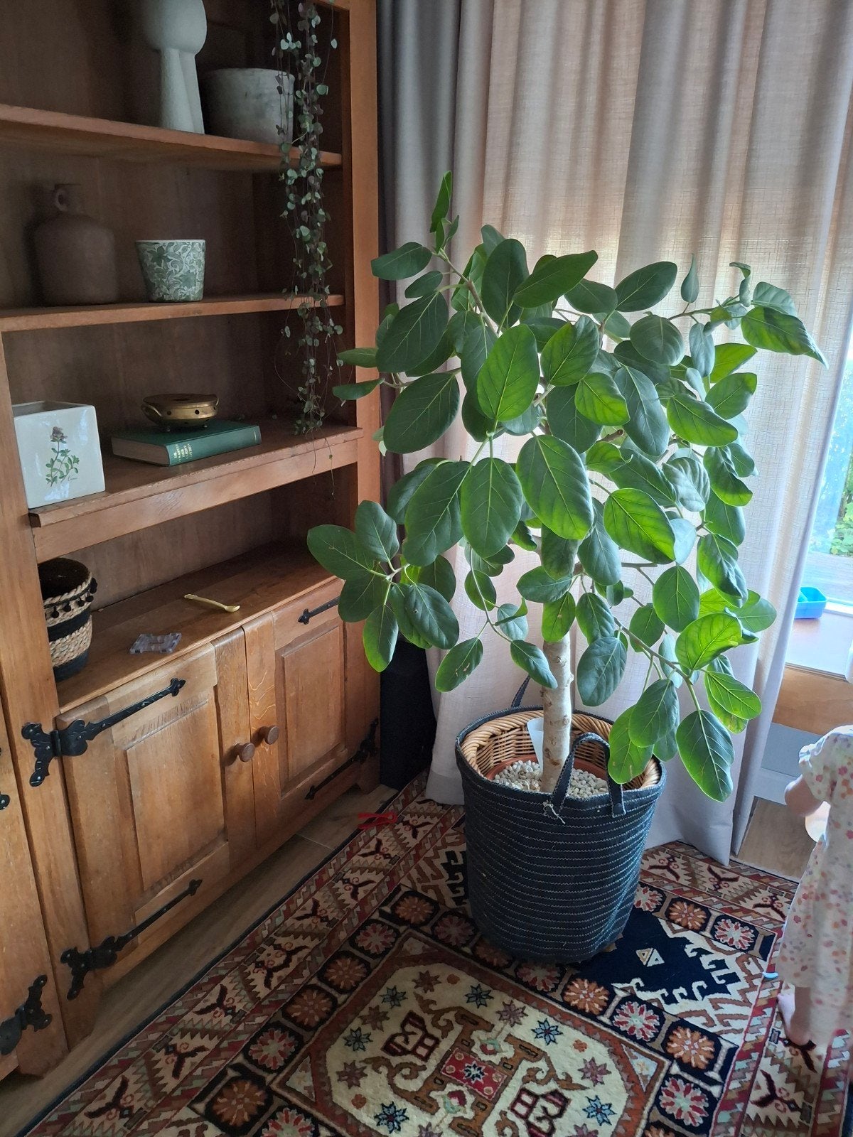 ficus audrey boompje, Ophalen, Zo goed als nieuw, 25 tot 50 cm, 100 tot 150 cm