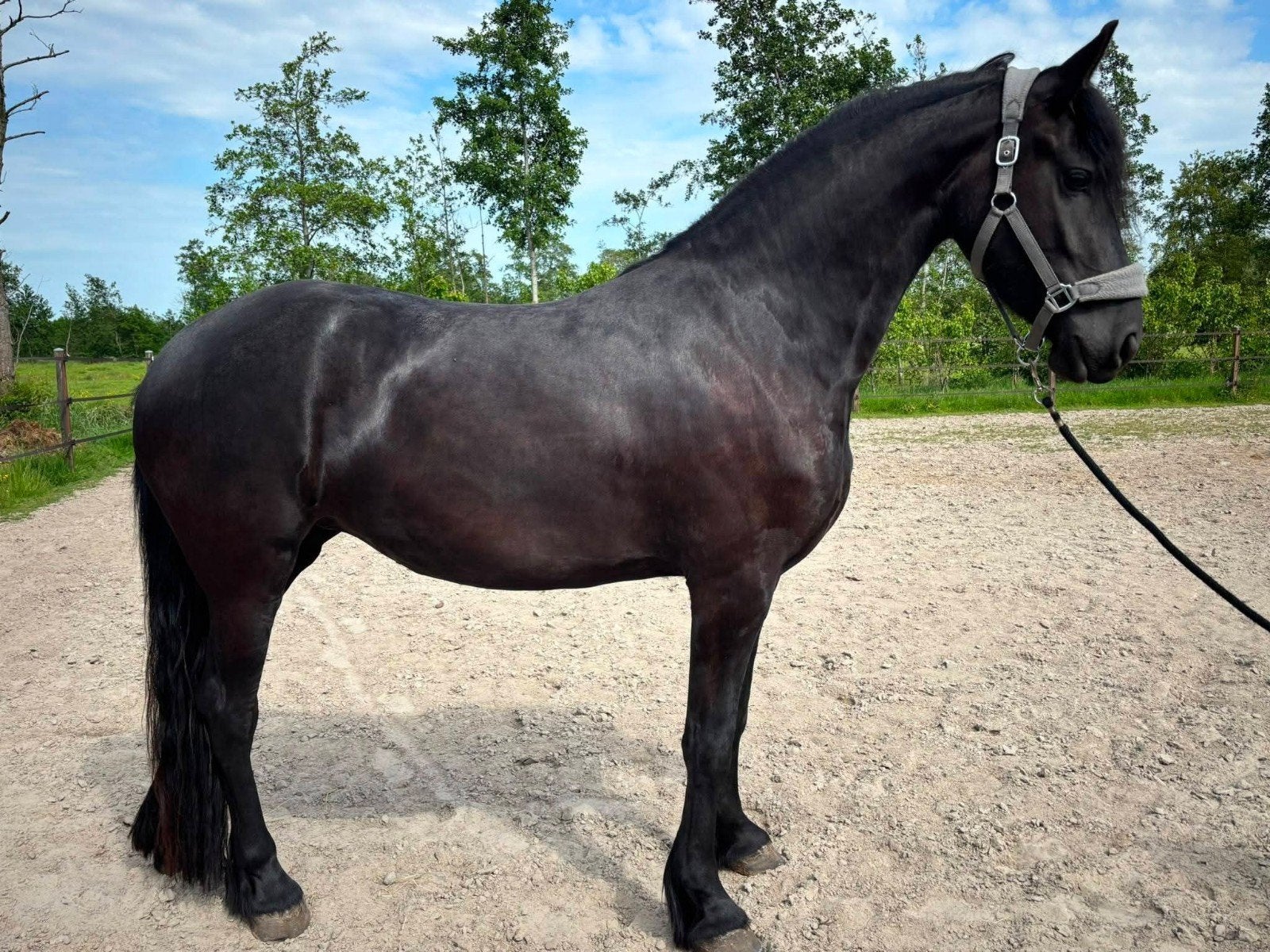 Mooie 3 jarige Friese merrie!!, Merrie, Dressuurpaard, Met stamboom, 3 tot 6 jaar