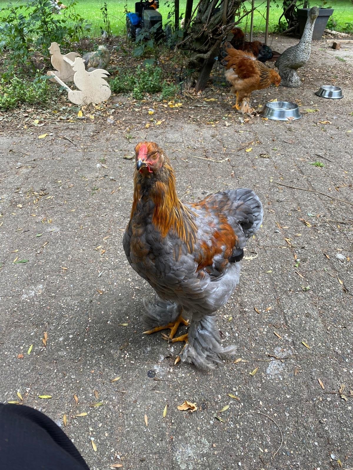 2 brahama hanen, Dieren en Toebehoren, Kip
