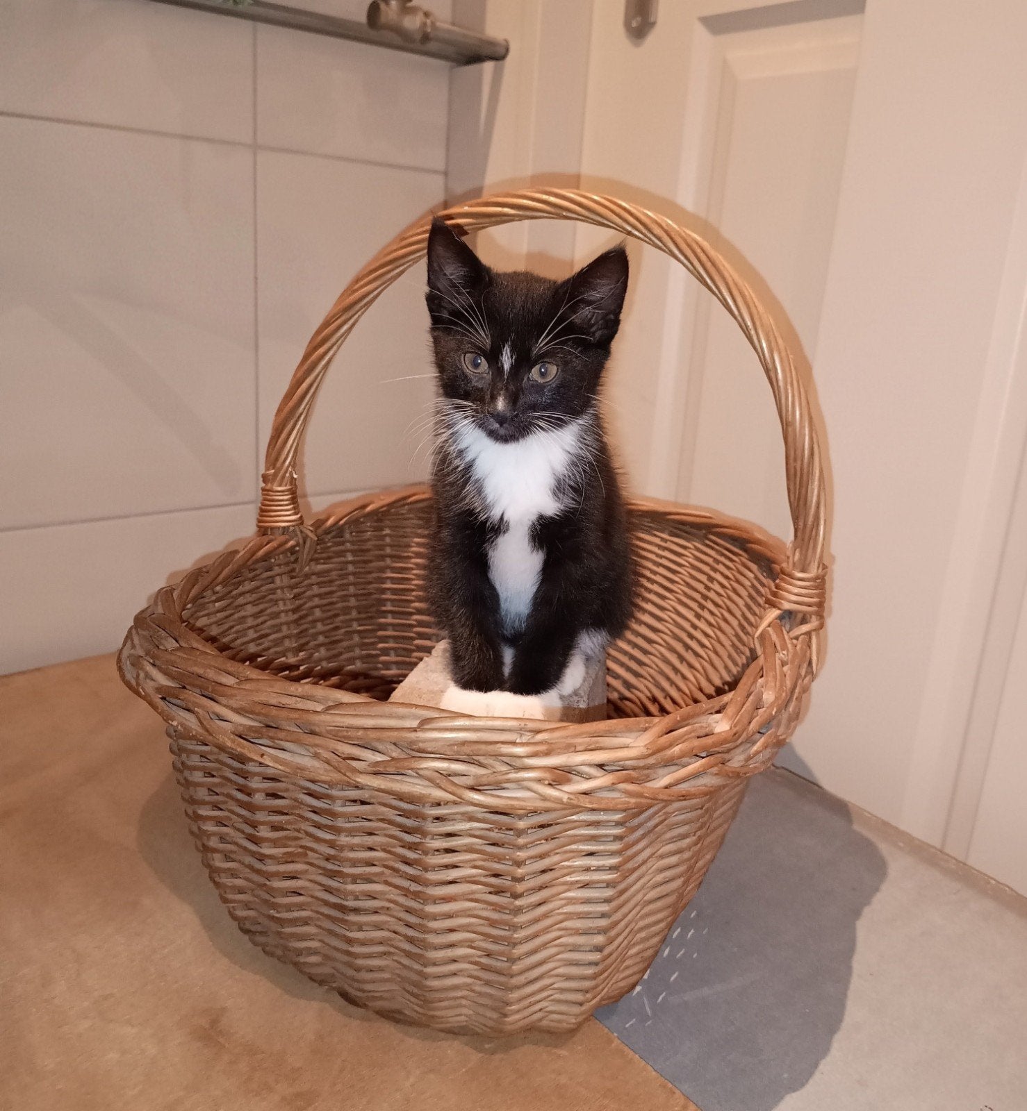 Twee prachtige broertjes te koop!, Meerdere dieren, Kortharig, 0 tot 2 jaar