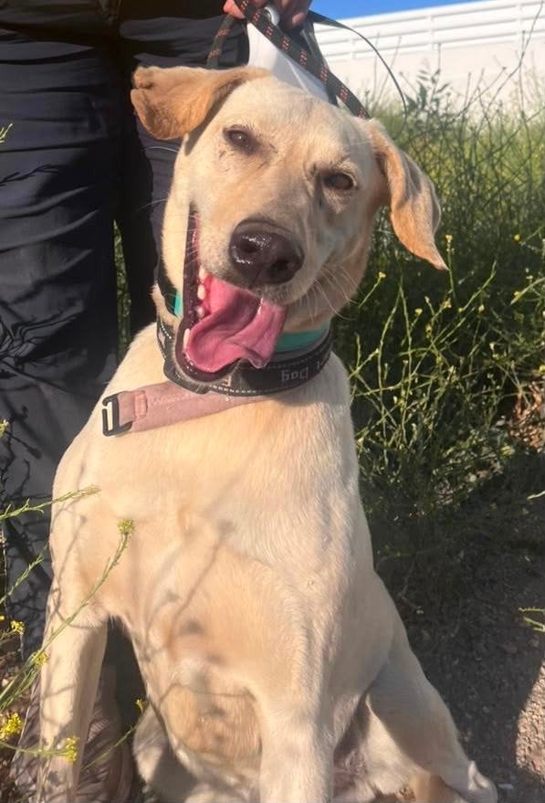 Lieve vrolijke Julia zoekt haar forever home, Handelaar, 1 tot 2 jaar, Buitenland, Teef