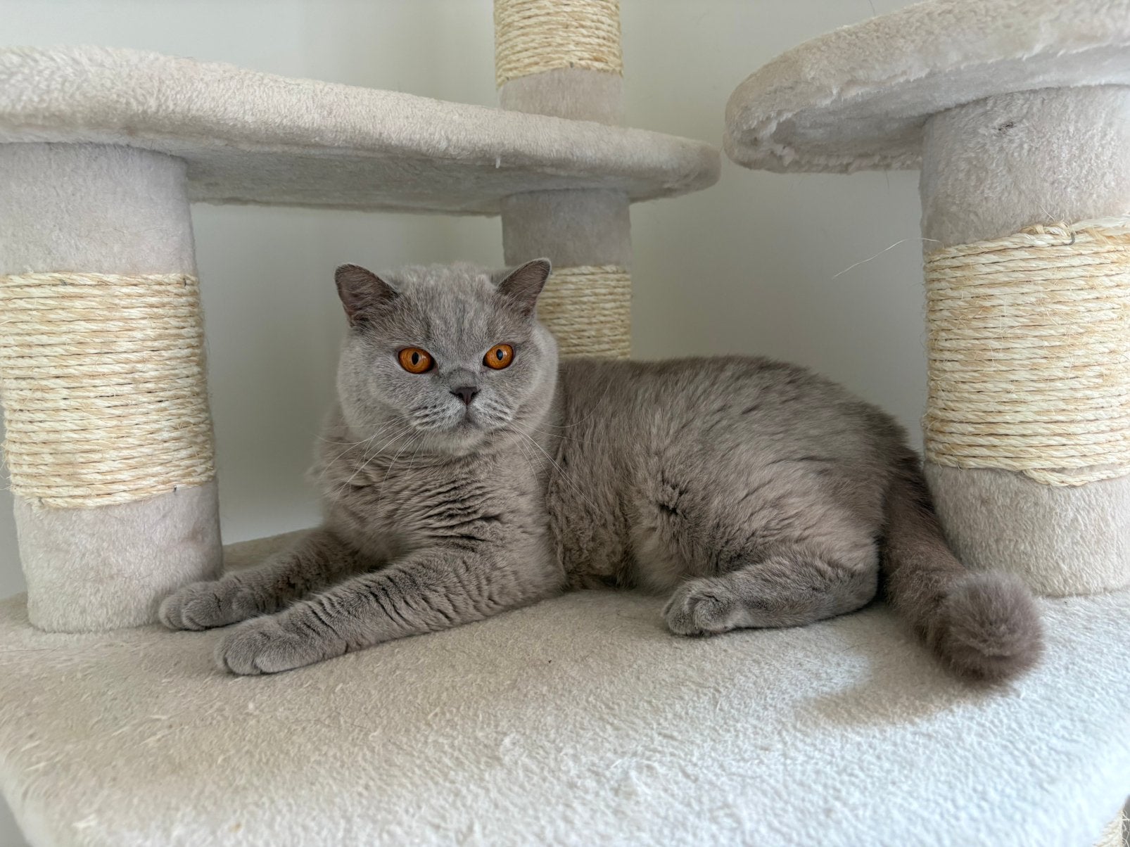 Britse korthaar met stamboom, Poes, Met stamboom, 3 tot 5 jaar