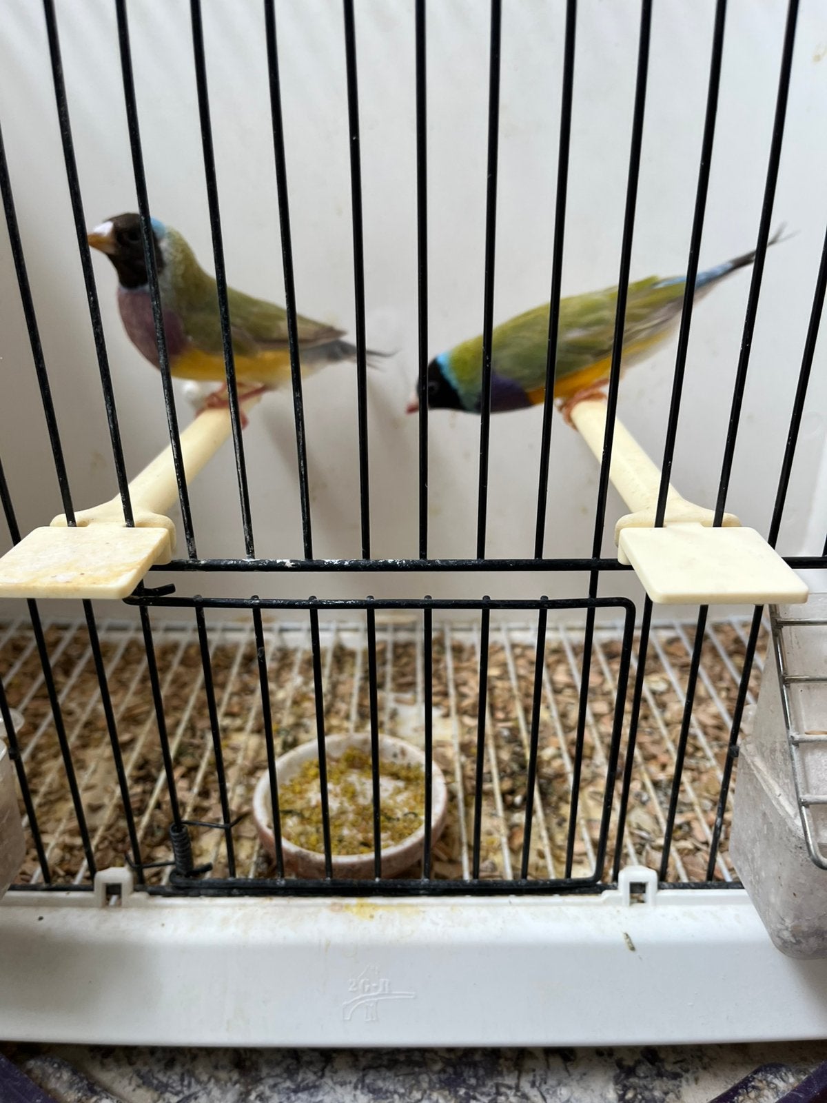 Gould amadine, Meerdere dieren