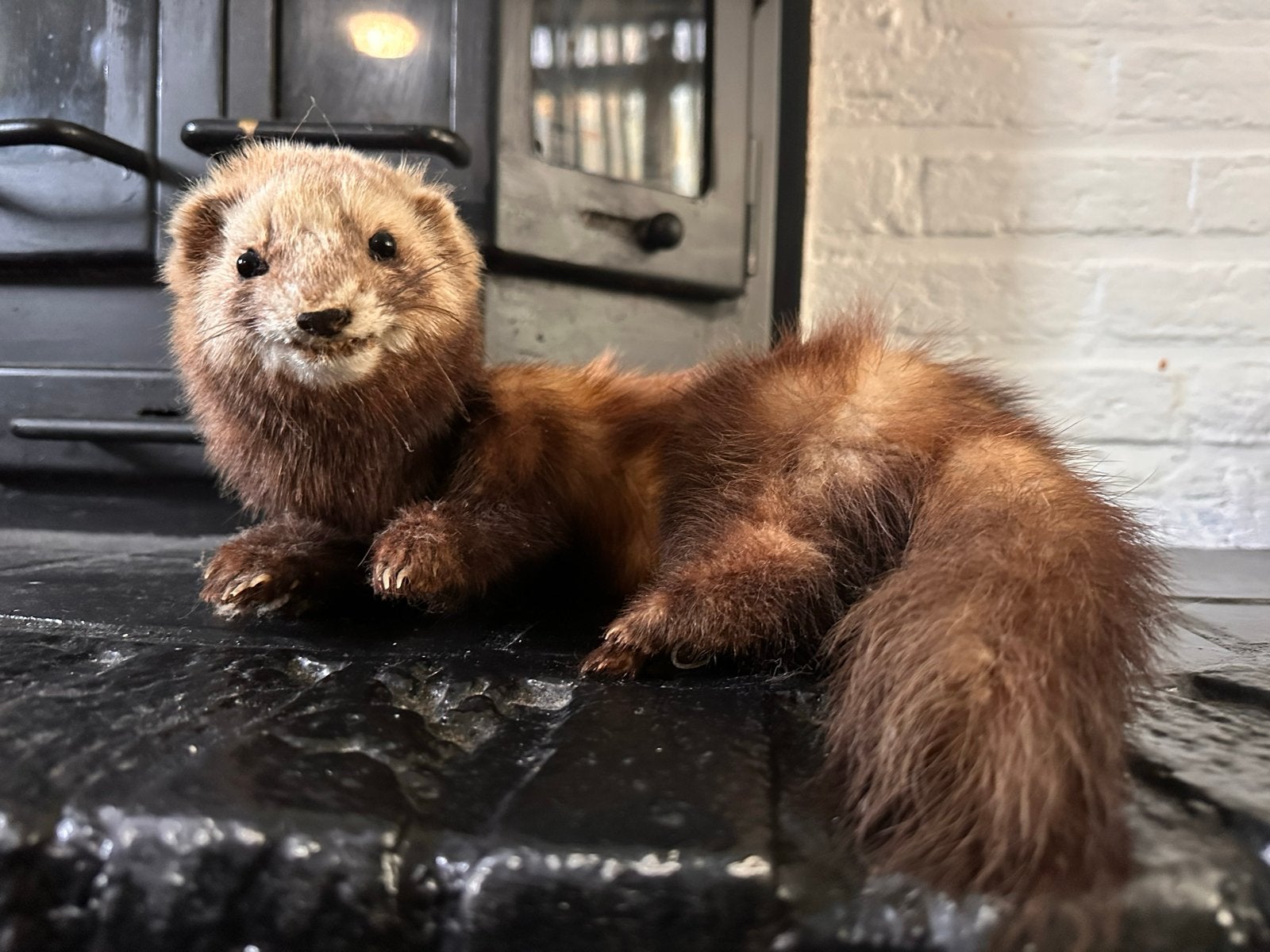 Opgezette bunzing, Ophalen of Verzenden, Gebruikt