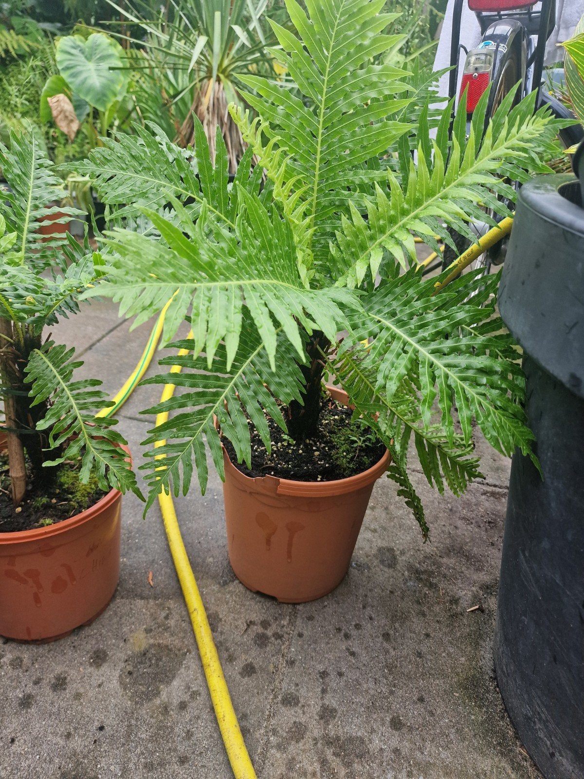 Setje van 4 dwerg boomvarens te koop 60 euro samen, Ophalen, Volle zon, Overige soorten, Minder dan 100 cm