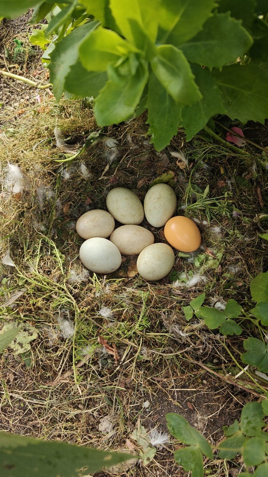 Eendeneieren voor consumptie per 10 stuks €2,50, Dieren en Toebehoren, Ophalen, Nieuw, Overige typen