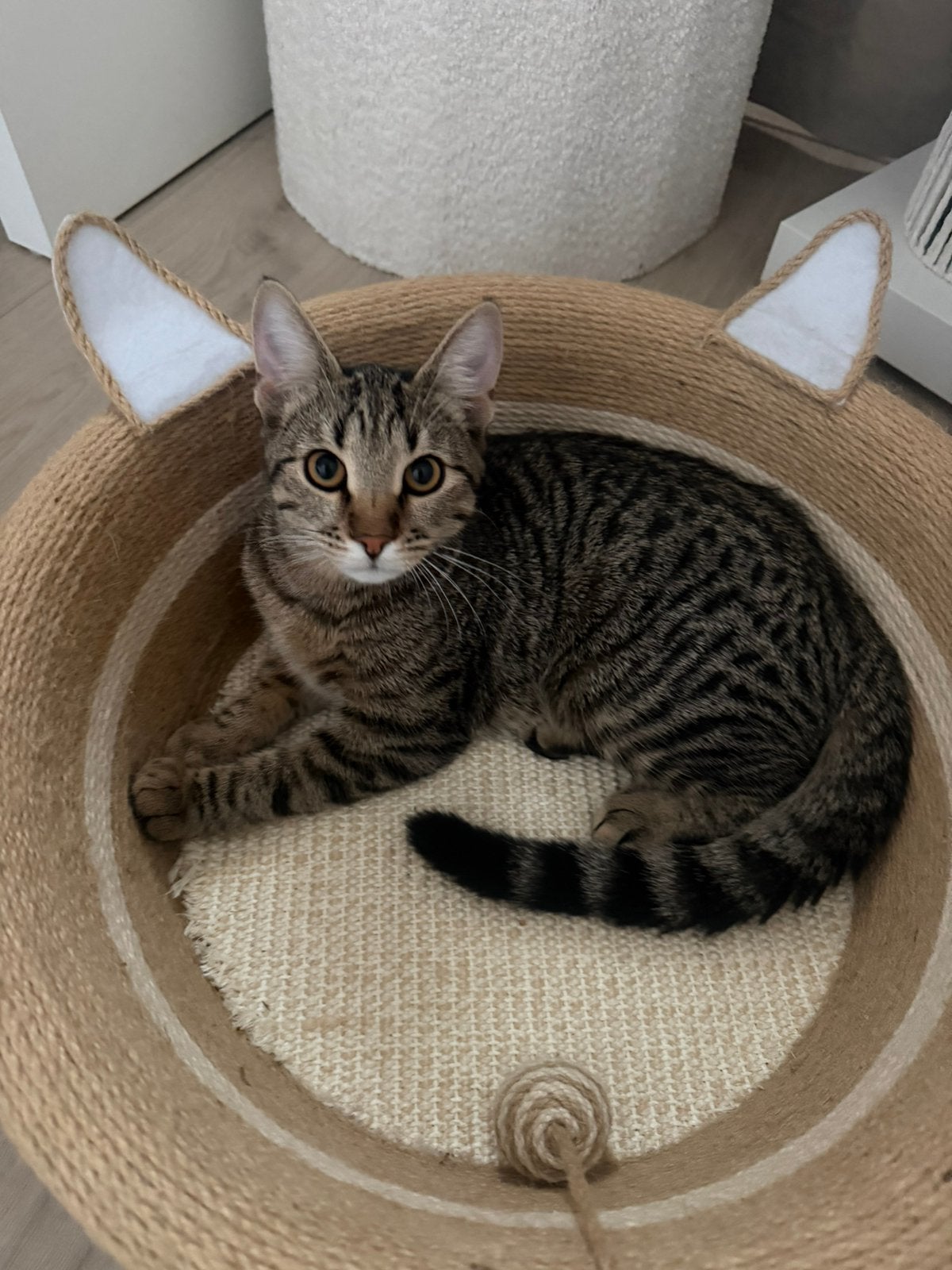 Lieve poes, Dieren en Toebehoren, Poes