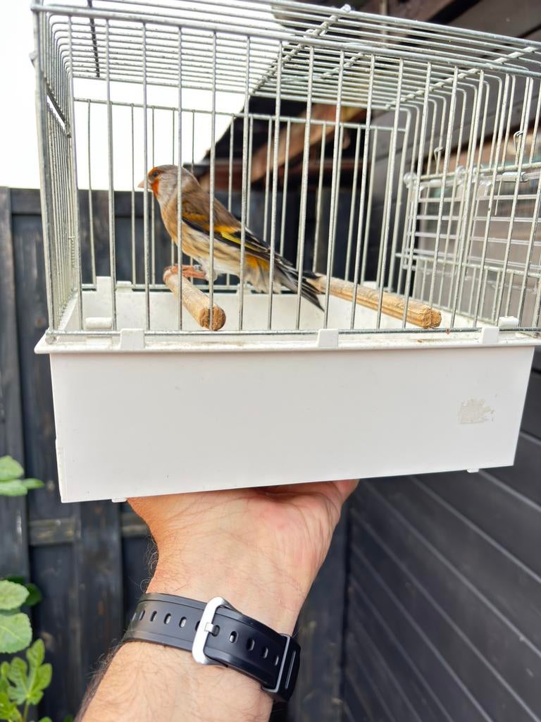 Majoor Putter x kanarie, Dieren en Toebehoren, Vogels | Overige Vogels, Mannelijk, Wildzangvogel