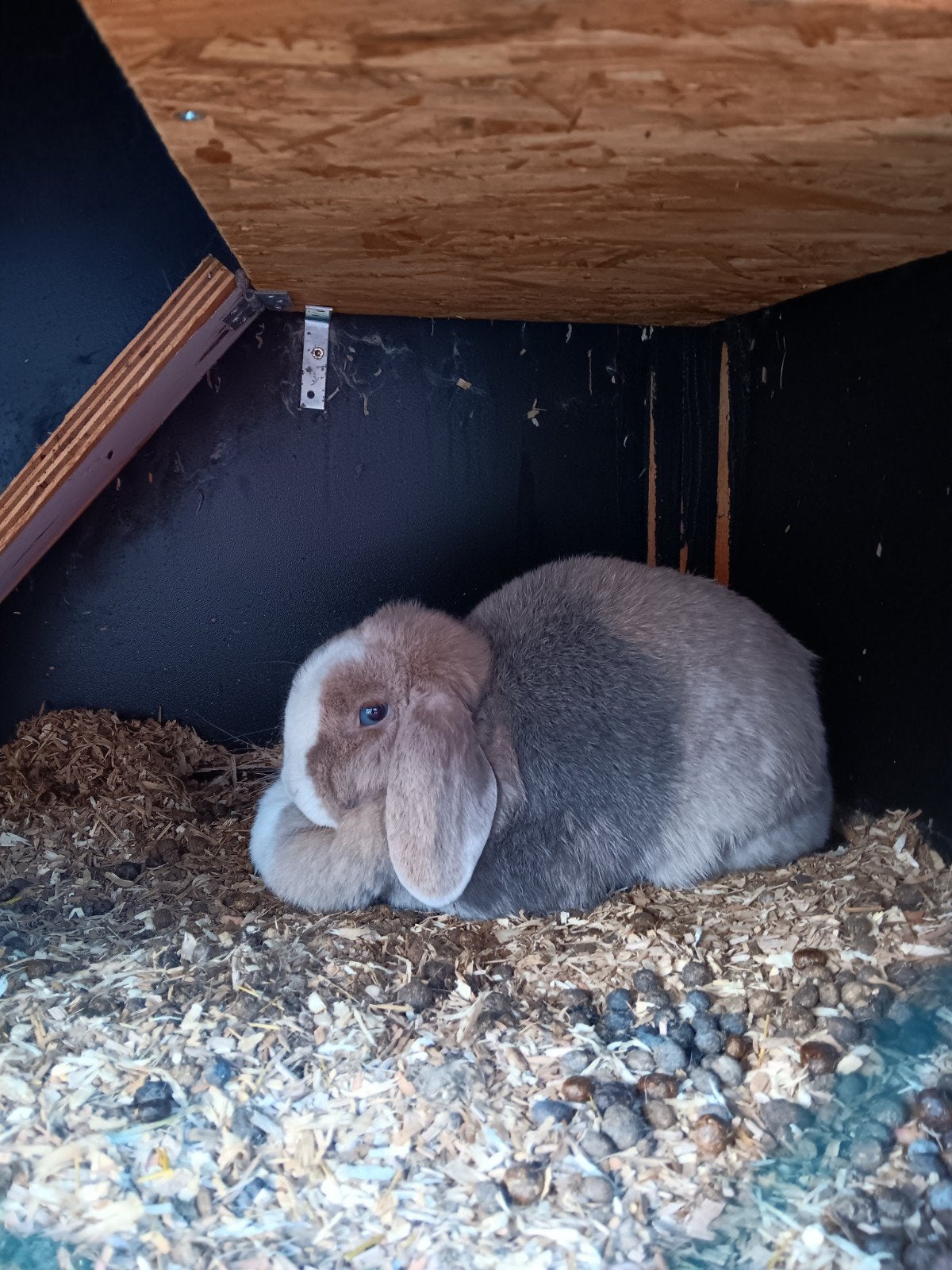 Mooi lief konijntjes, Dieren en Toebehoren, Konijnen, Vrouwelijk, Middelgroot
