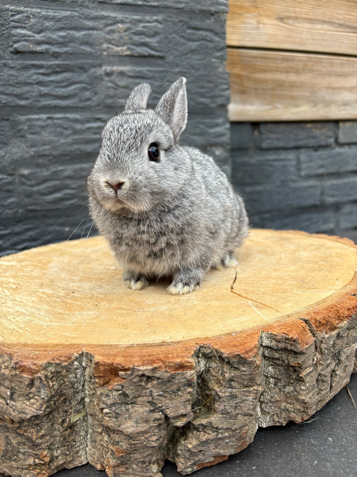 Nog twee mooie chinchilla voedsters tekoop, Dieren en Toebehoren, Juli, Vrouwelijk, Tam