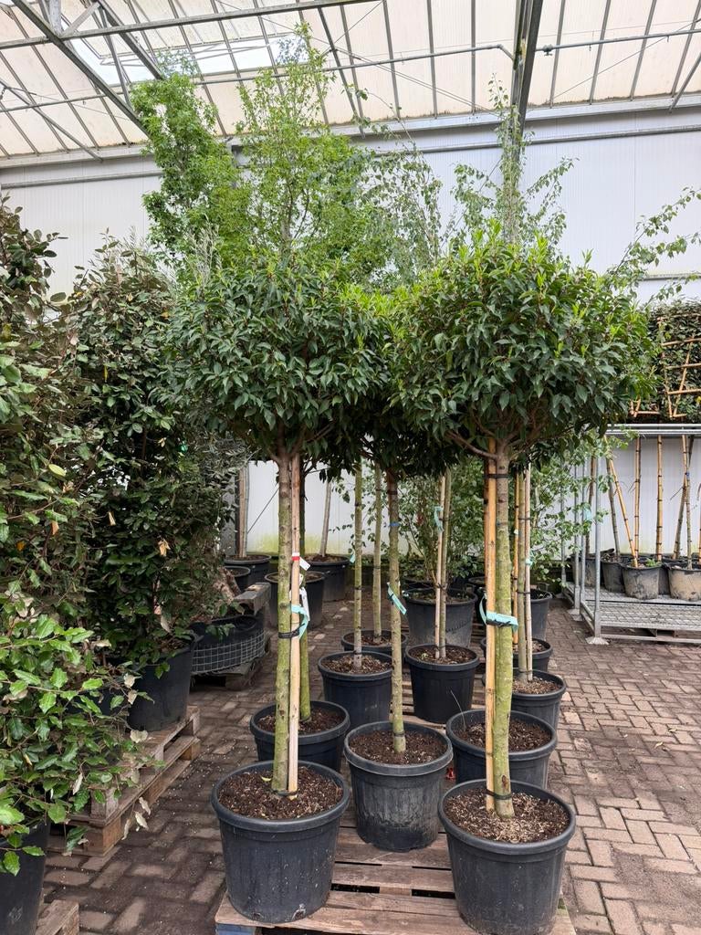Prunus ‘Angustifolia’ bol op stam 120cm, 100 tot 250 cm, Zomer, Ophalen, Volle zon