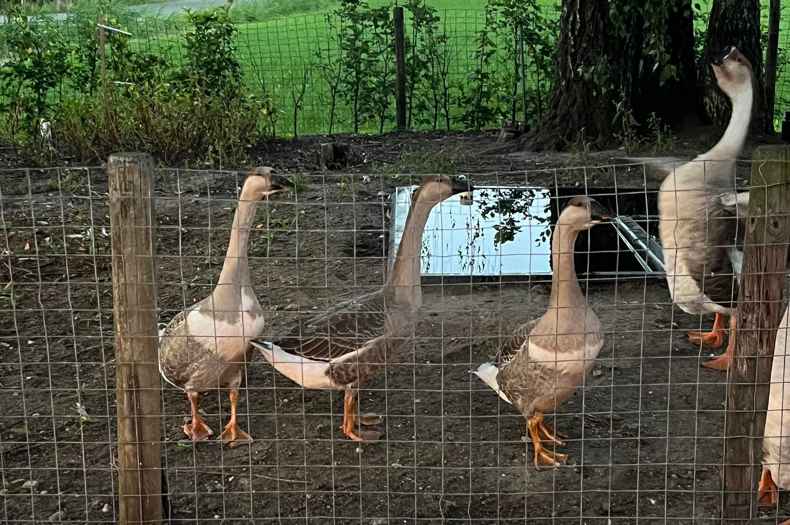 Afrikaanse knobbelganzen, Dieren en Toebehoren, Pluimvee, Geslacht onbekend, Gans of Zwaan