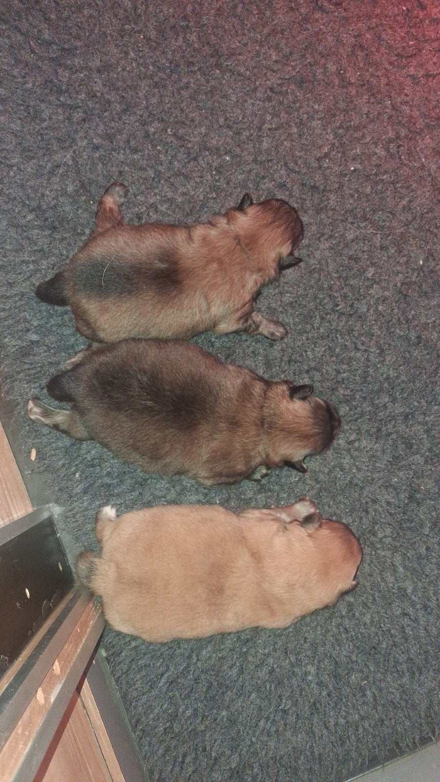Prachtige pomeriaan pups, Parvo, Keeshond, Reu, 8 tot 15 weken