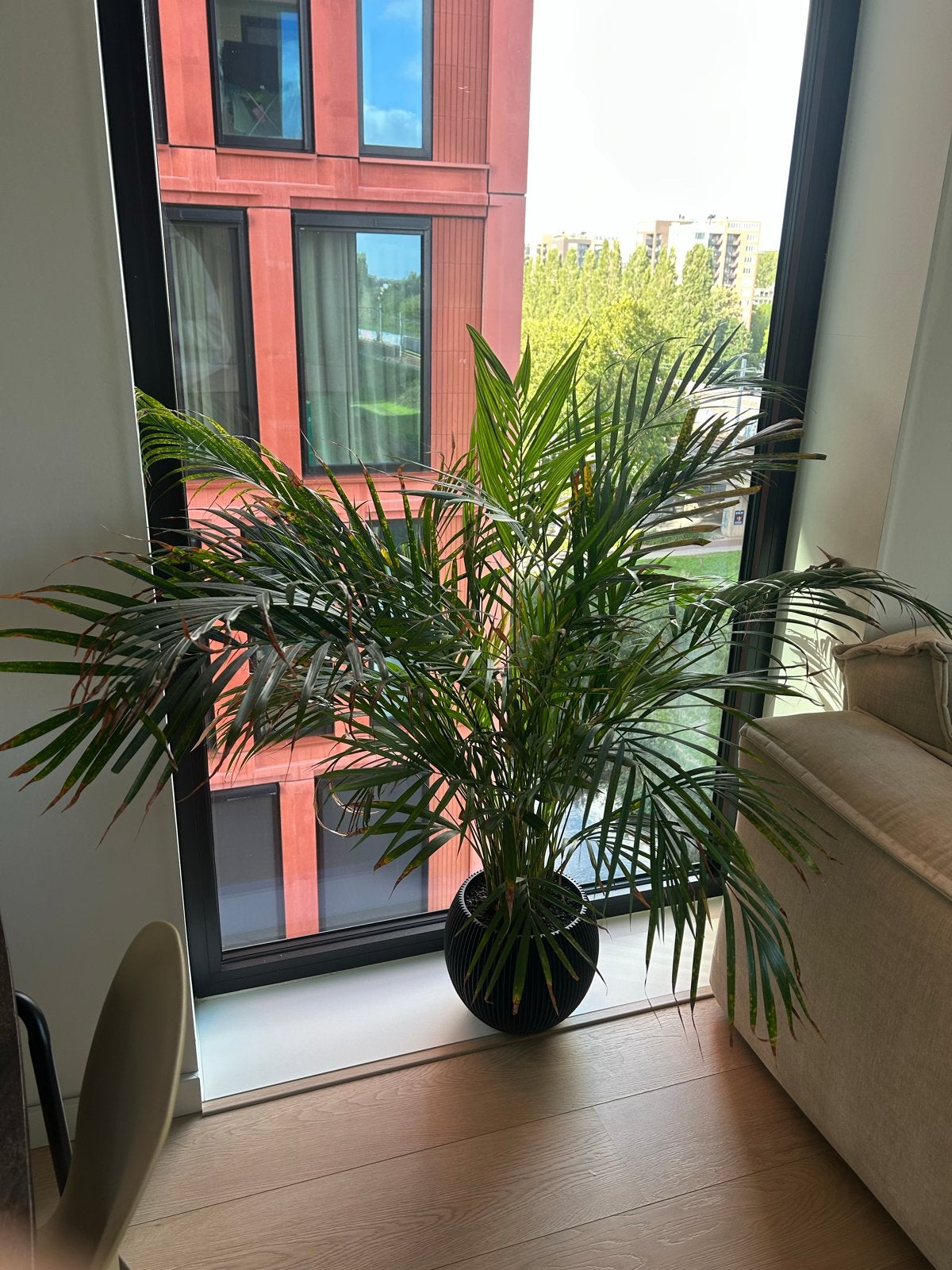 Grote Areca Palm in Zwarte Pot, Ophalen, 100 tot 150 cm, Palm, Halfschaduw