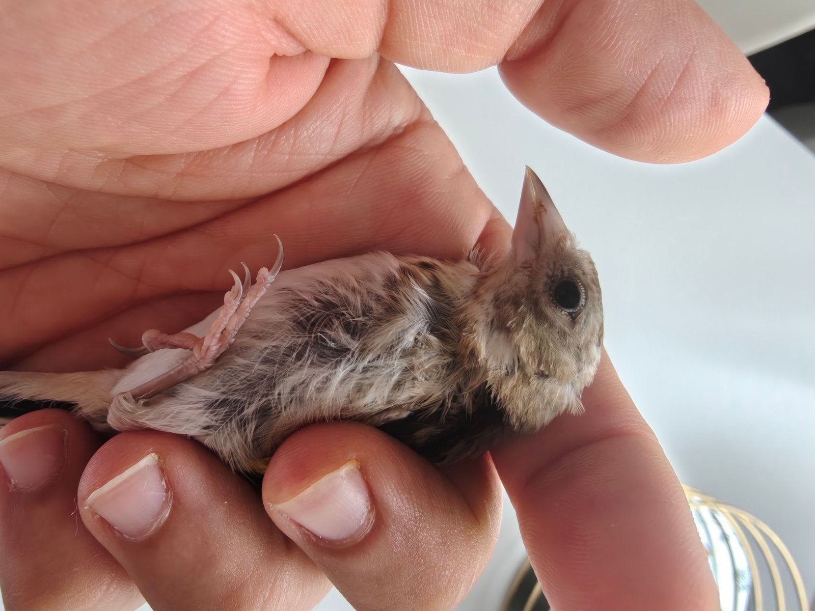 Parva putter van 2026, Dieren en Toebehoren, Vogels | Overige Vogels