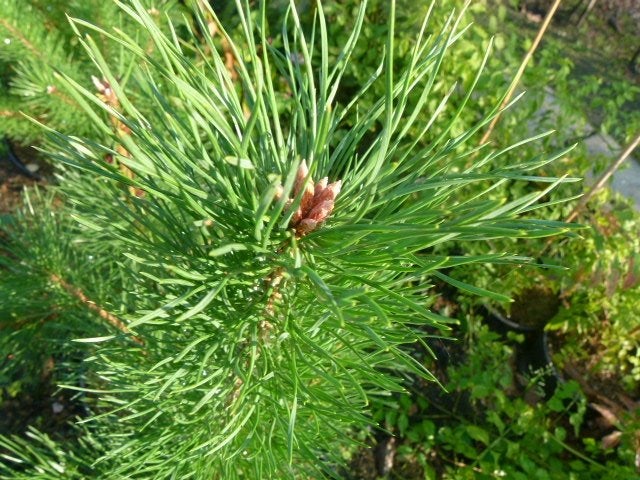 pinus sylvestris, Tuin en Terras, Planten | Bomen, Volle zon, Minder dan 100 cm, Zomer, Overige soorten