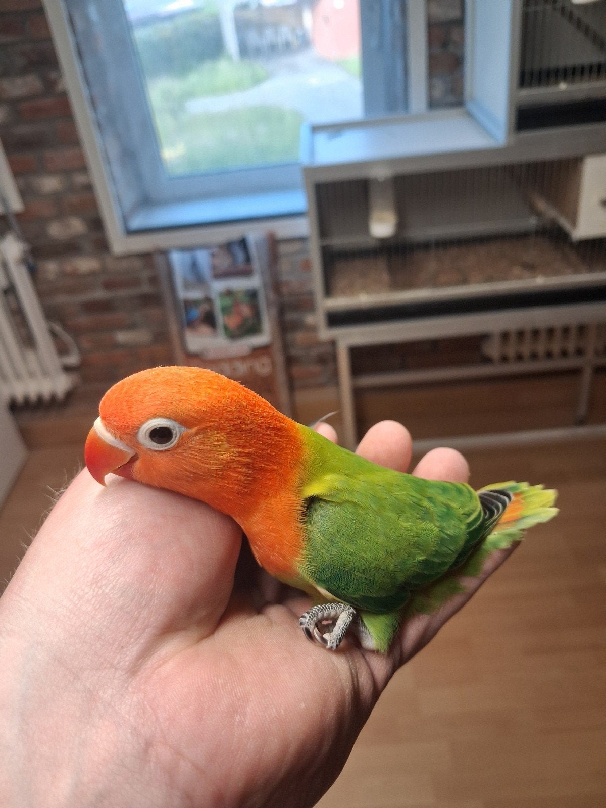 agapornis opaline wildkleur, Meerdere dieren, Dwergpapegaai of Agapornis, Geringd