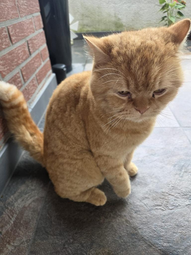 Britse korthaar, Kater
