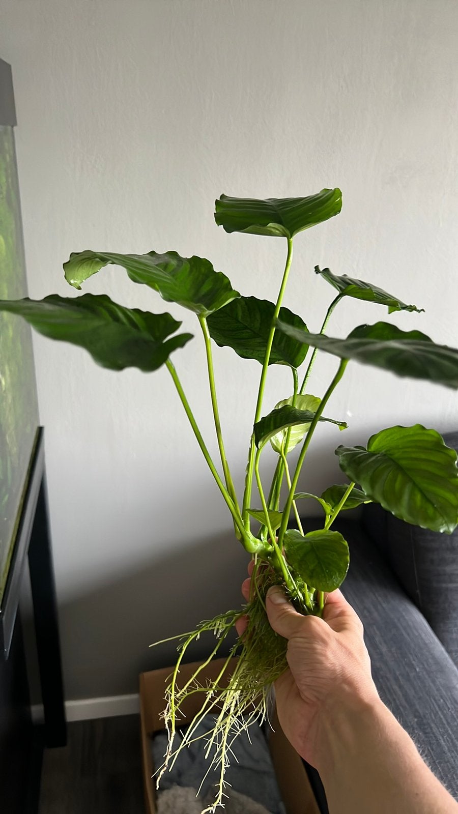 Anubias waterplant voor tropisch aquarium, Ophalen, Plant(en), Steen of Hout