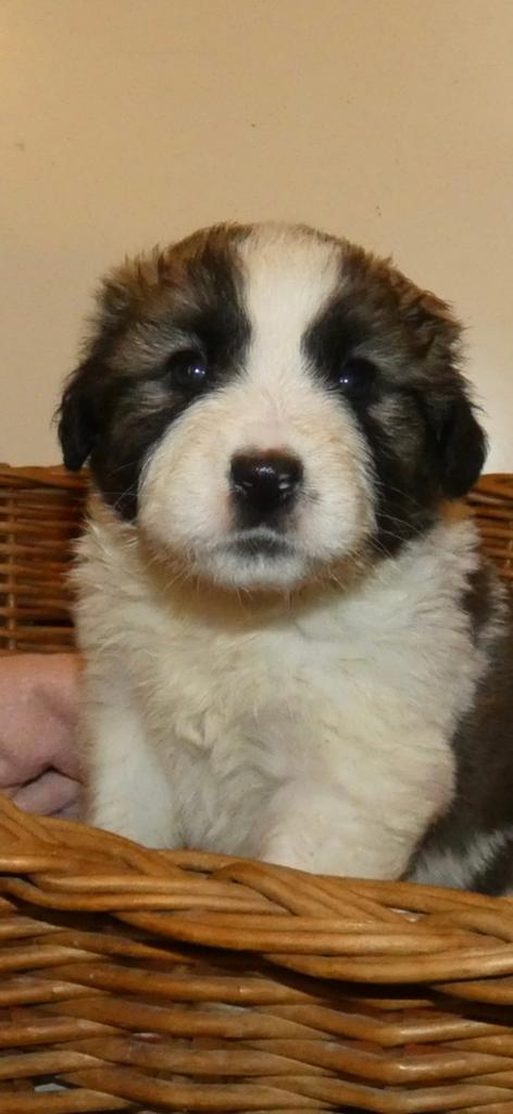 Landseer pups  sociaal  opgevoerd, Dieren en Toebehoren, Honden | Herdershonden en Veedrijvers, Overige rassen, 8 tot 15 weken