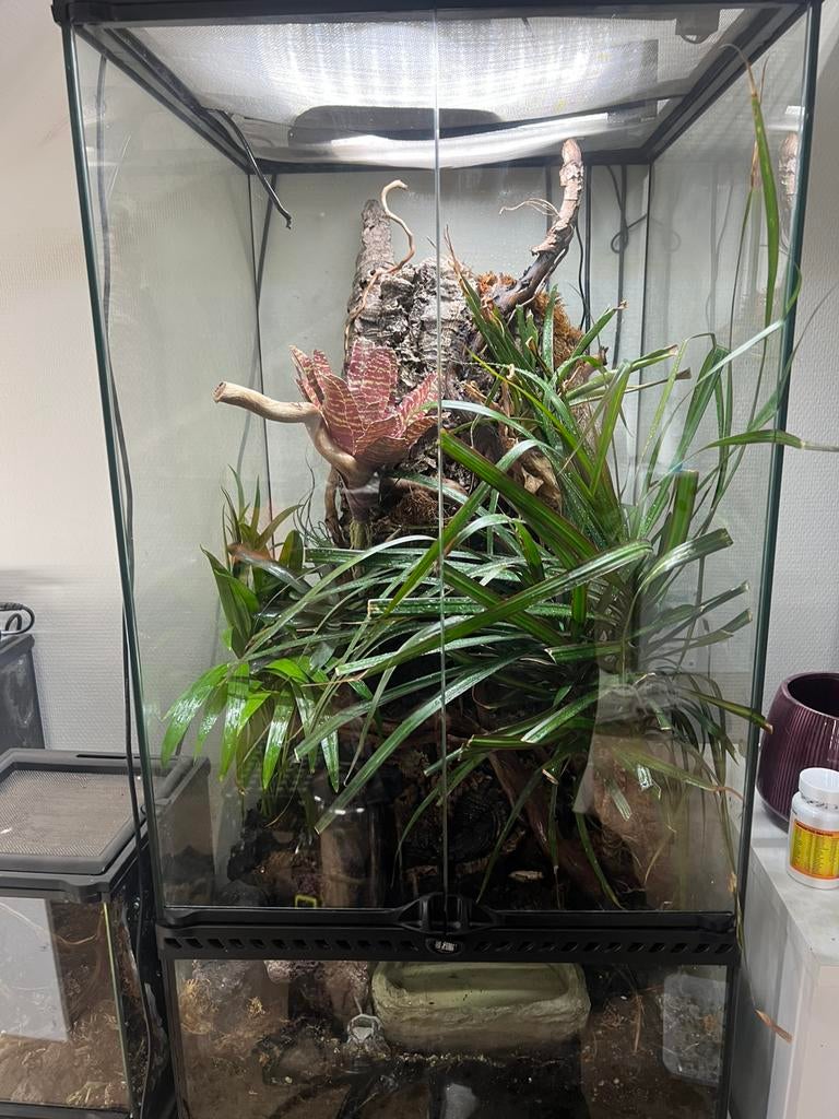 Kikkers inclusief terrarium, Dieren en Toebehoren, Reptielen en Amfibieën | Toebehoren, Ophalen, Zo goed als nieuw