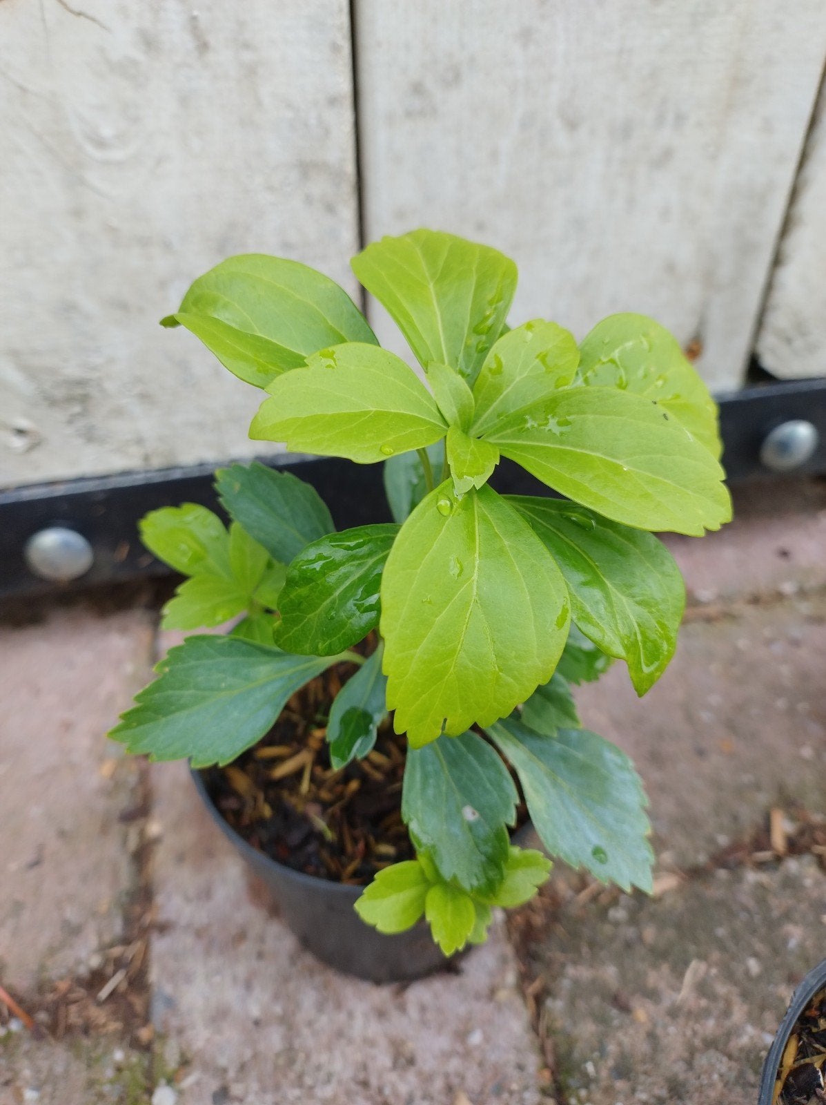 schaduwkruid, pachysandra terminalis. bodembedeker P9 plant, Tuin en Terras, Bodembedekkers, Vaste plant, Ophalen of Verzenden