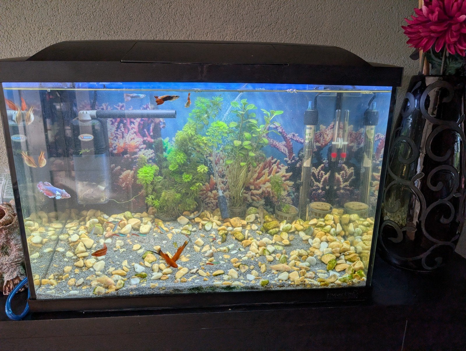 apuarium, Dieren en Toebehoren, Ophalen of Verzenden