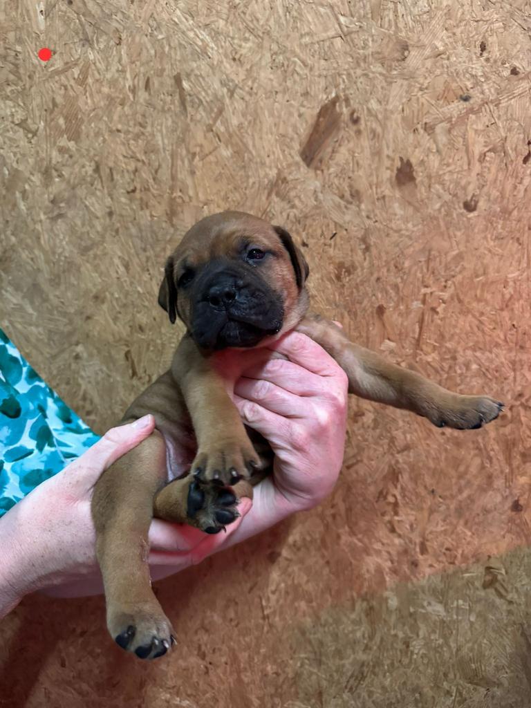 Bullmastiff pups, Overige rassen, 8 tot 15 weken, Parvo, Meerdere