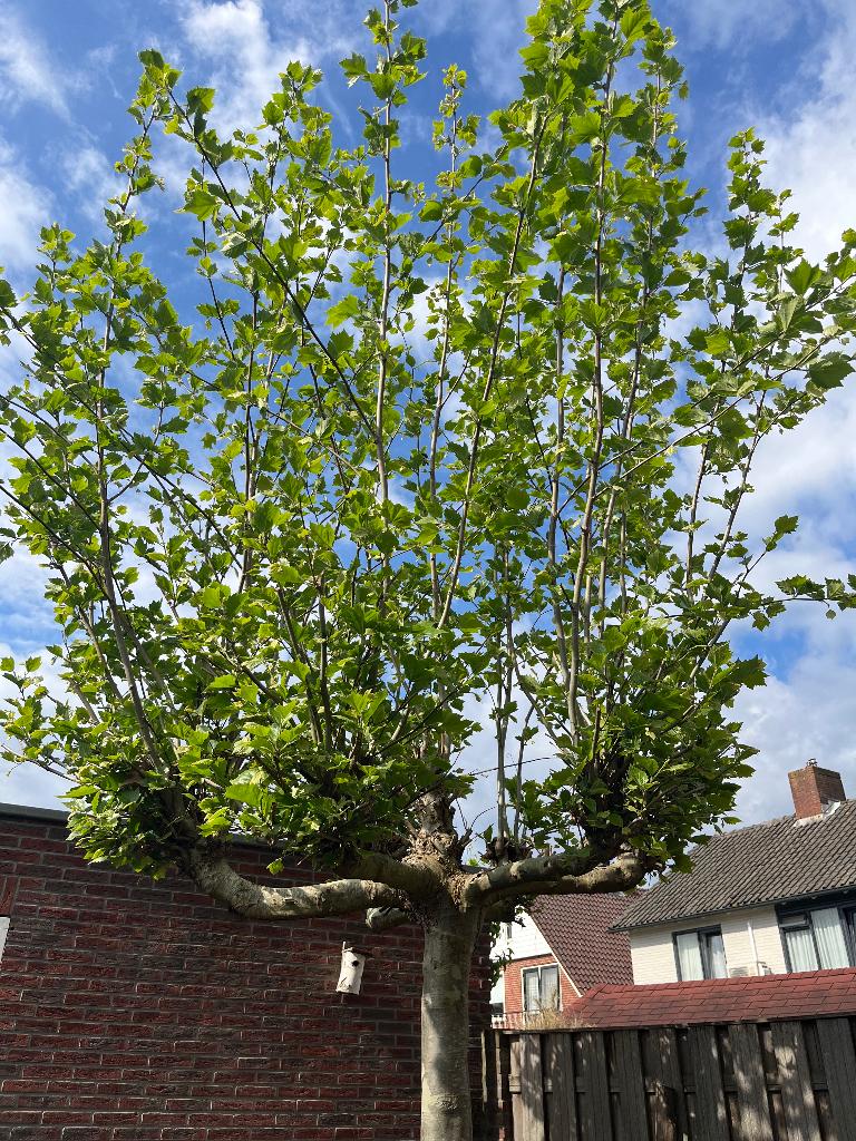Leiboom Platanus, Tuin en Terras, Planten | Bomen, Leiboom, Lente, 400 cm of meer, Ophalen