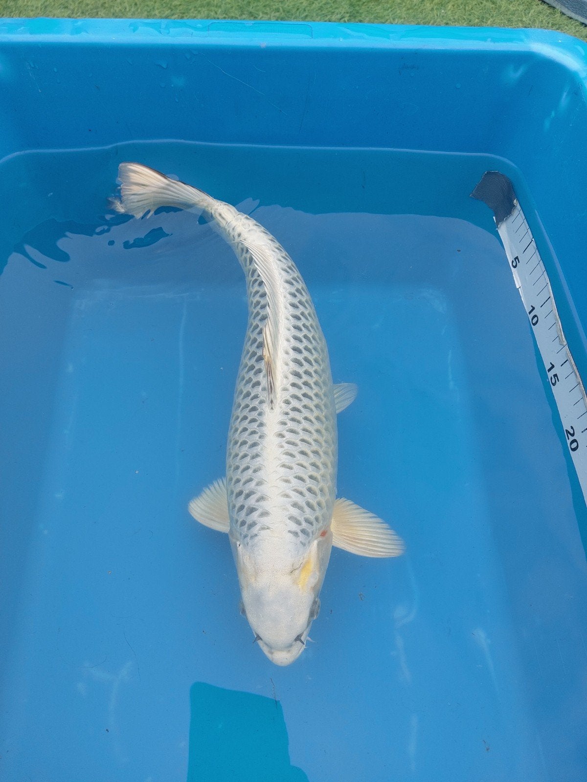 Gin matsuba, Karper of Koi