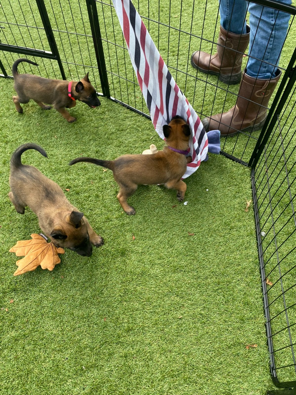 Mechelse herder pups, Dieren en Toebehoren, CDV (hondenziekte), 8 tot 15 weken, Meerdere, Meerdere dieren