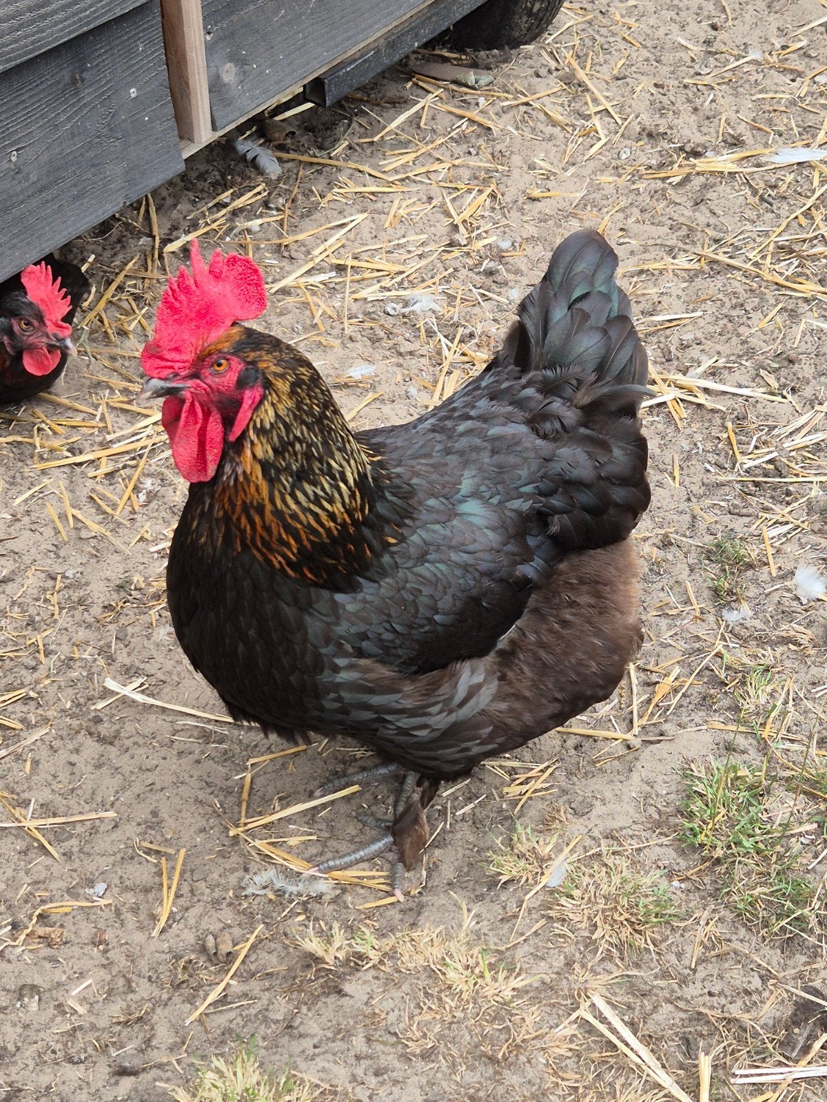 Gratis: Marans kip en Bonte Leghorn haan, Meerdere dieren, Kip