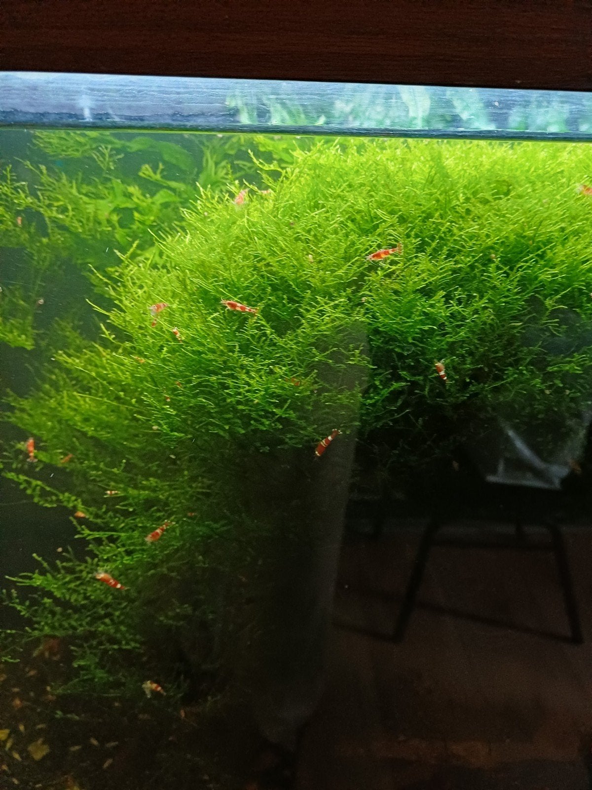 Kerstmos te koop zeer geschikt voor garnalen 4,00 per bakje, Dieren en Toebehoren, Vissen | Aquariumvissen, Kreeft, Krab of Garnaal