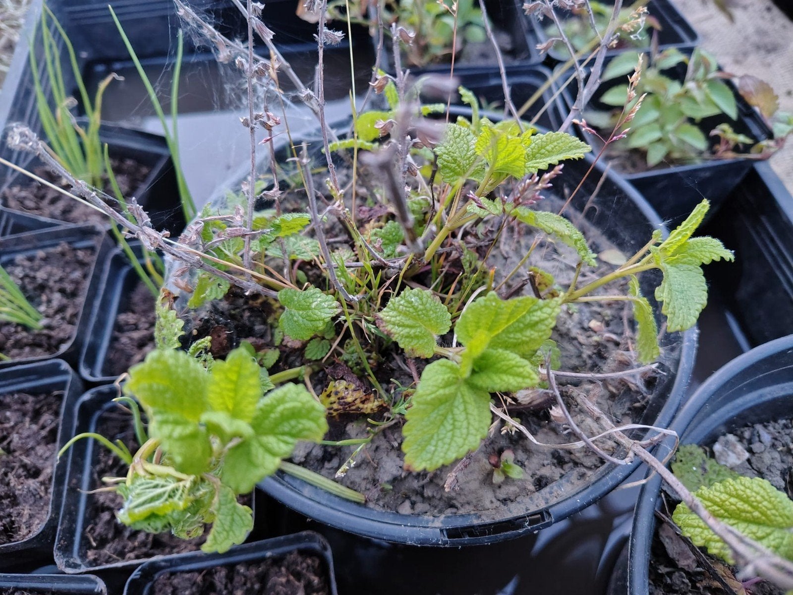 Citroenmelisse, Tuin en Terras, Planten | Tuinplanten, Ophalen, Zomer, Vaste plant, Kruiden