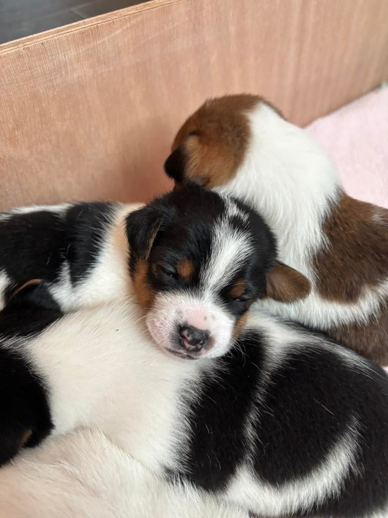Schattige boerenfox/ jack russel pups, Dieren en Toebehoren, Honden | Jack Russells en Terriërs, Parvo, Jack Russell Terriër, 8 tot 15 weken