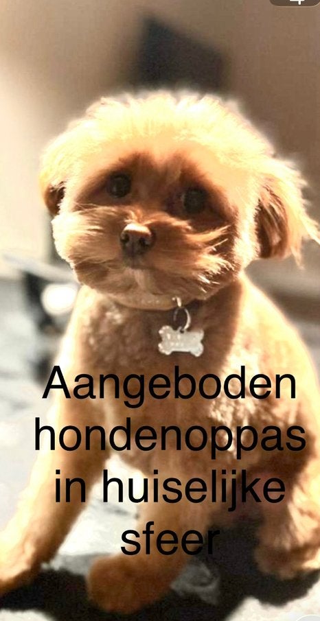 Aangeboden; oppas voor uw hond, Uitlaatservice