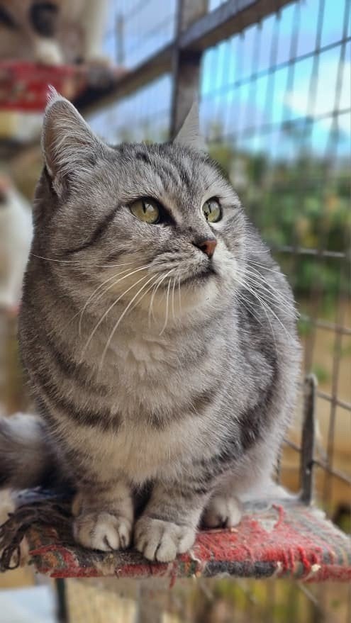 prachtige sofi zoekt een baasje, Poes