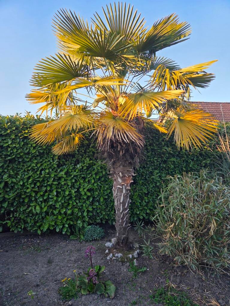 Drie winterharde Trachycarpus fortunei palmbomen, Tuin en Terras, Planten | Bomen, 250 tot 400 cm, Zomer, Palmboom, Ophalen