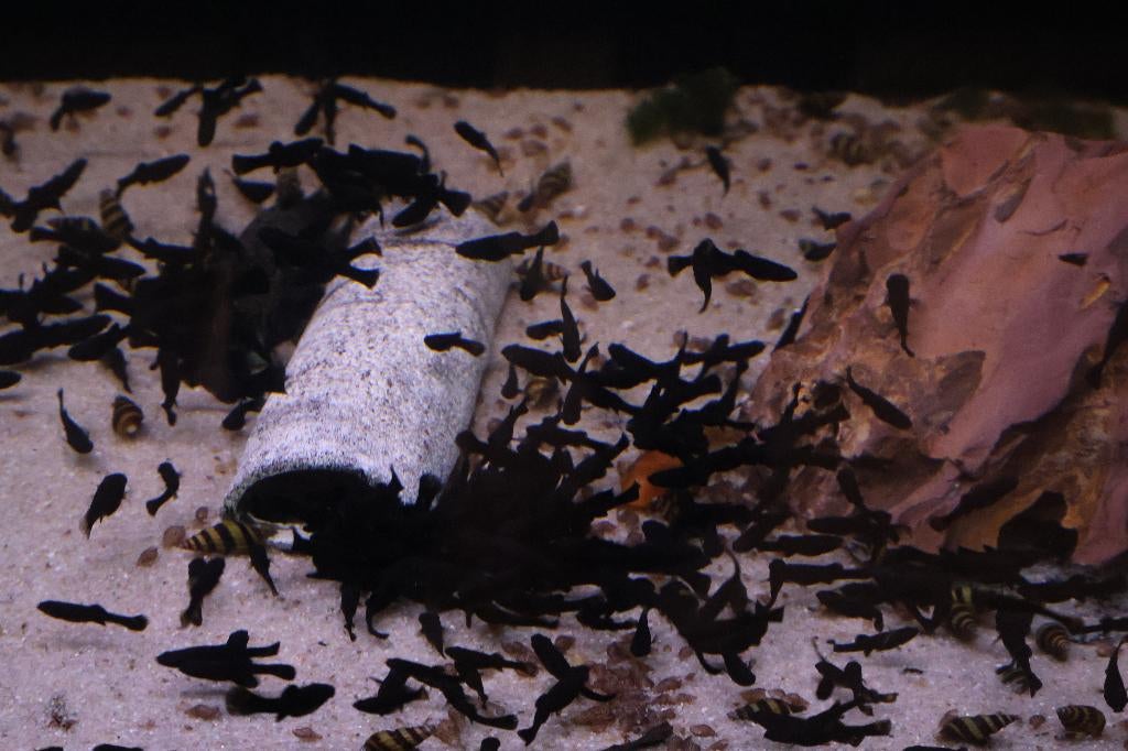Black Molly (Poecilia sphenops), Vis, Zoutwatervis