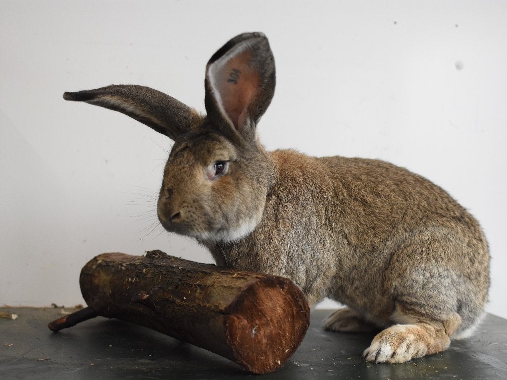Duitse en Vlaamse reus | Lotharinger | Grote konijnen, Dieren en Toebehoren, Meerdere dieren, Groot, 0 tot 2 jaar