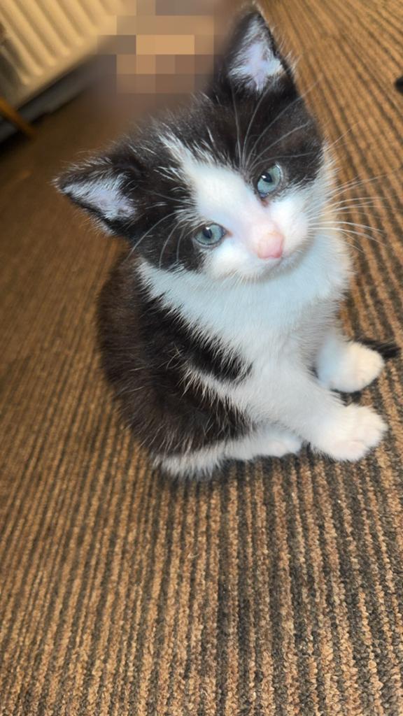 Kitten, zwart en wit met blauw ogen, Geslacht onbekend, Ontwormd, 0 tot 2 jaar