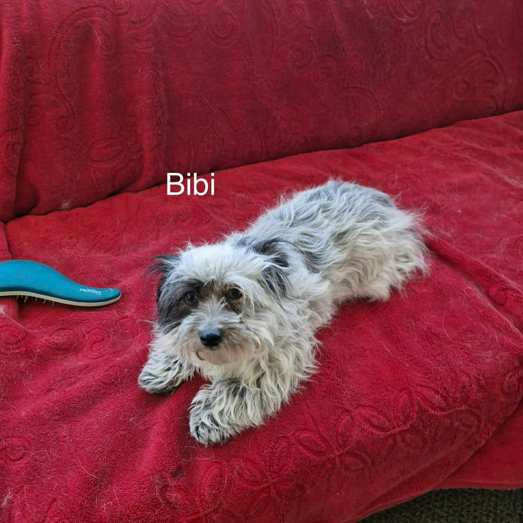 Bibi, klein boomer teefje gest 1 jaar, Dieren en Toebehoren, Particulier, Overige rassen, 1 tot 2 jaar, Buitenland