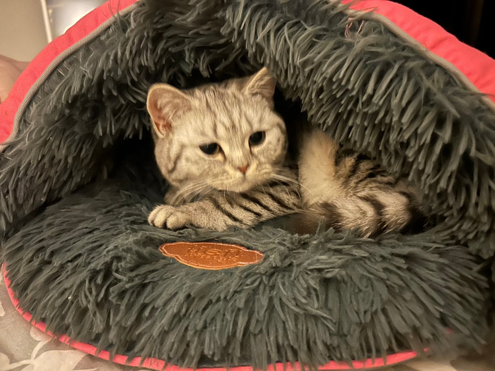 Britse korthaar silver tabby kitten van 9 maanden, Poes, Kortharig, 0 tot 2 jaar