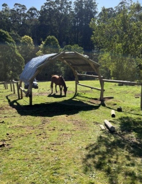 Op zoek: hele jaar buiten plek voor een paard