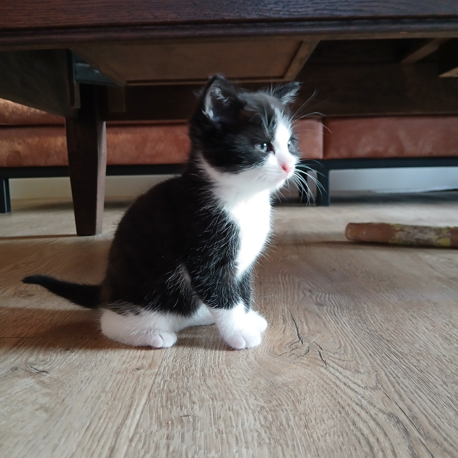 Super lieve kittens te koop, Meerdere dieren, Kortharig, 0 tot 2 jaar